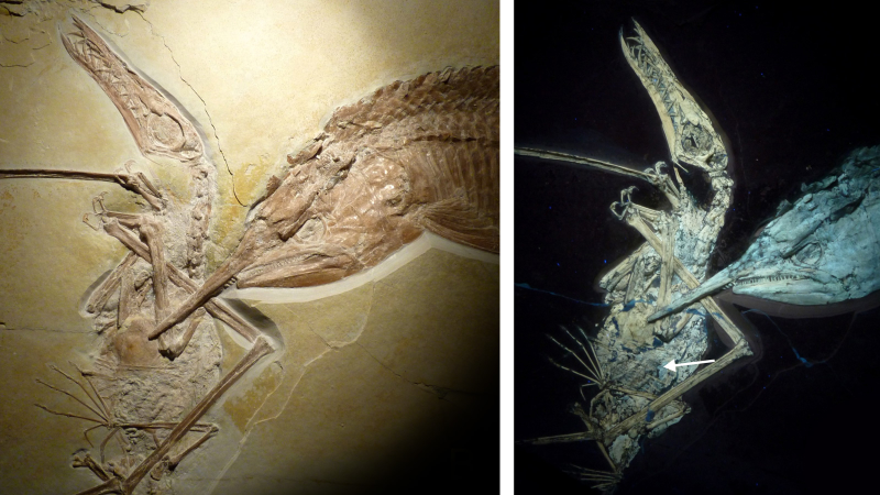Illustration for article titled Jurassic Blood Fest Frozen Forever In Stone Shrivels Me Testis